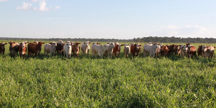 Migrar da pecuária solteira à integração com lavoura requer planejamento.