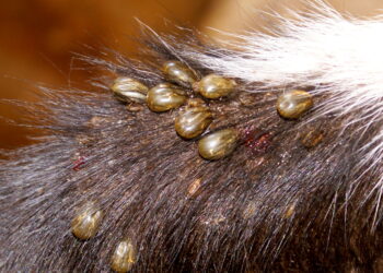 Controle do carrapato no Sul