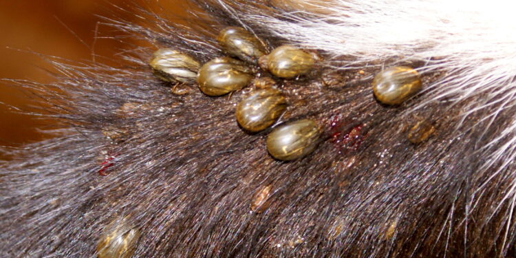 Controle do carrapato no Sul