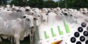 Vaca – a grande estrela do filme