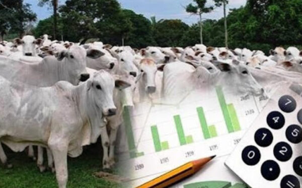 Vaca – a grande estrela do filme