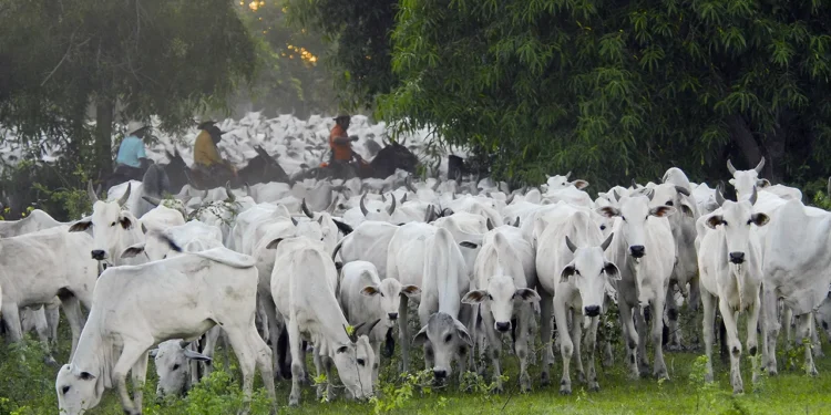 Boas práticas para seleção em gado de corte