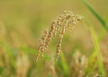 Arroz: China no horizonte