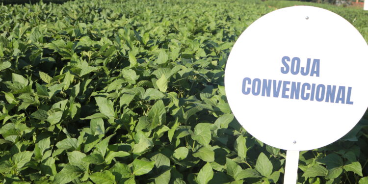 China e Japão no horizonte da nossa soja convenciona