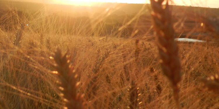 Trigo: que a safra 2023 seja de novo abençoada