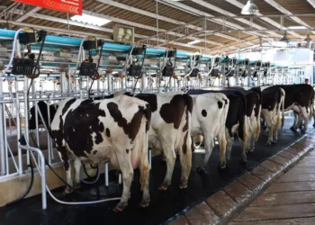 Sobe preço pago ao produtor 