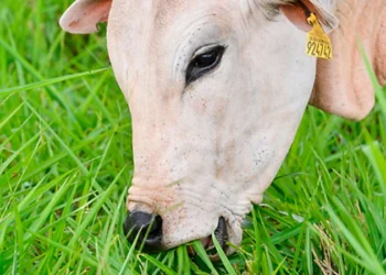 Parâmetros para definição do primeiro uso da pastagem