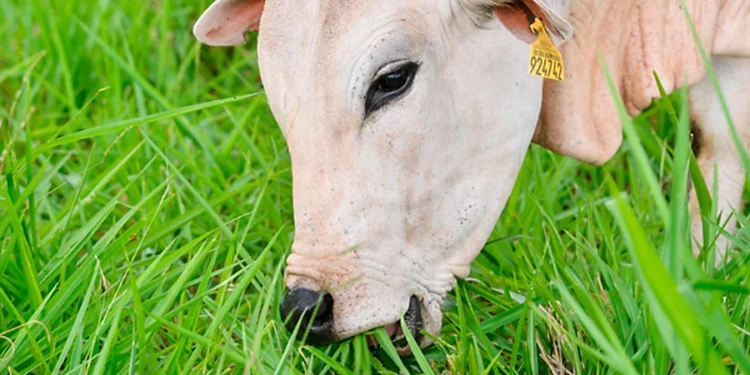 Parâmetros para definição do primeiro uso da pastagem