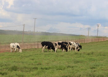 Consumo de água nas propriedades 