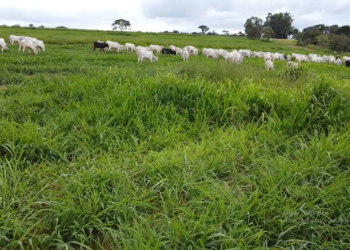 Intensificação de pastagem: o caminho para montar a fábrica de carne