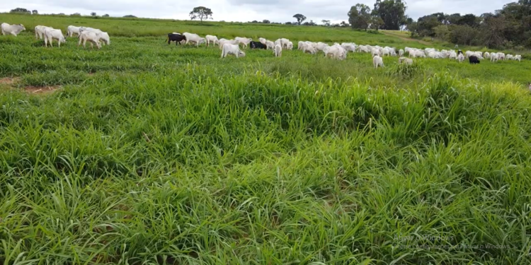 Intensificação de pastagem: o caminho para montar a fábrica de carne