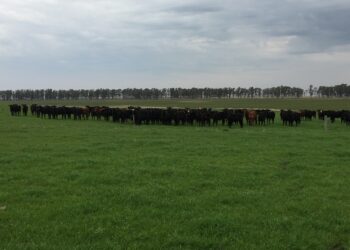 Intensificação do conhecimento no manejo de pastagens