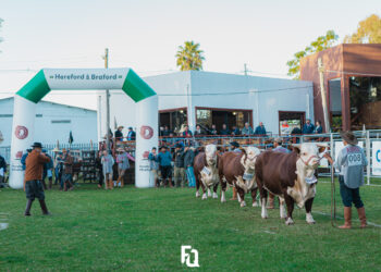 ABHB divulga programação dos julgamentos de admissão e de classificação da Exposição Nacional