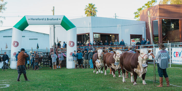 ABHB divulga programação dos julgamentos de admissão e de classificação da Exposição Nacional
