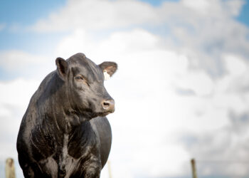 Parceria pode recuperar engorda