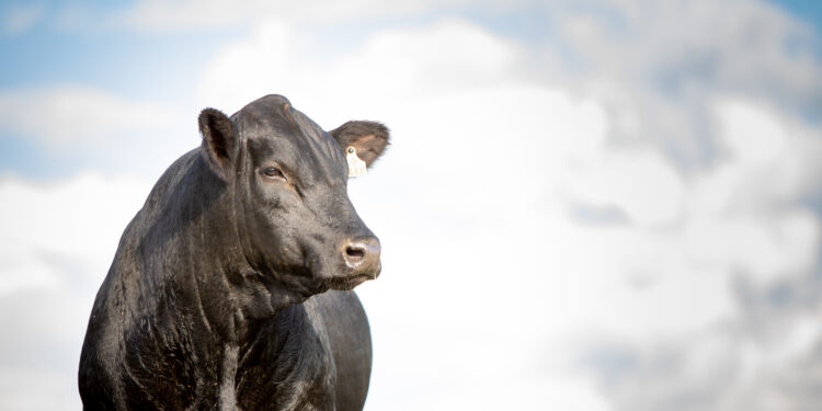 Parceria pode recuperar engorda