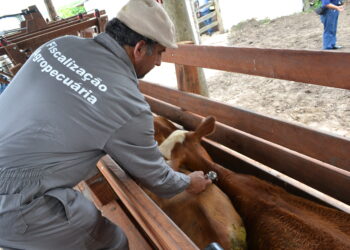 Mapa proíbe seis estados e DF de vacinar contra aftosa
