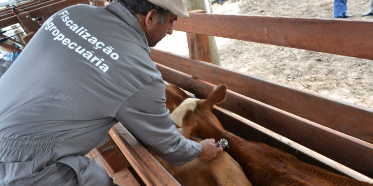 Mapa proíbe seis estados e DF de vacinar contra aftosa