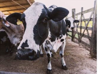 Cooperativismo x Informação