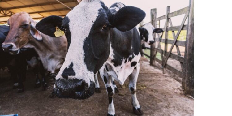 Cooperativismo x Informação