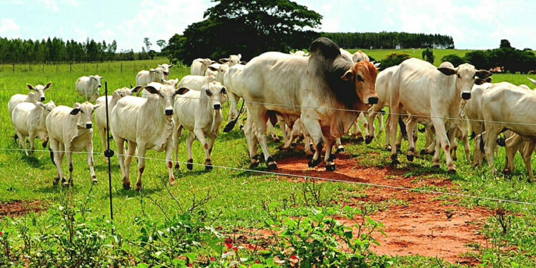 Está proibido perder pasto