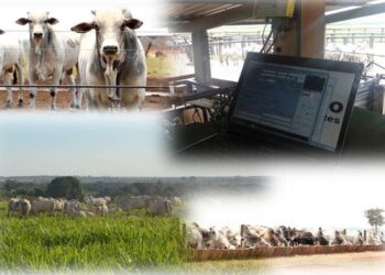 Uma visão ampla para a Pecuária