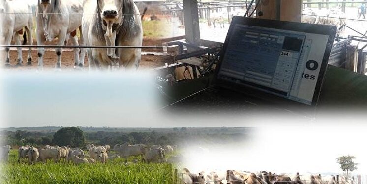 Uma visão ampla para a Pecuária