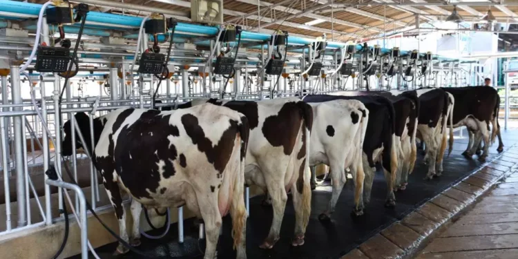 Foto: Dairy Cattle Milkin