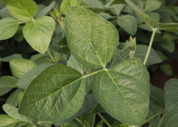 Soja: o manejo fisiológico e nutricional para altas produtividades