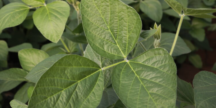 Soja: o manejo fisiológico e nutricional para altas produtividades