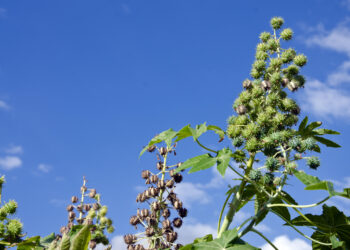 Biodiesel: combustível social