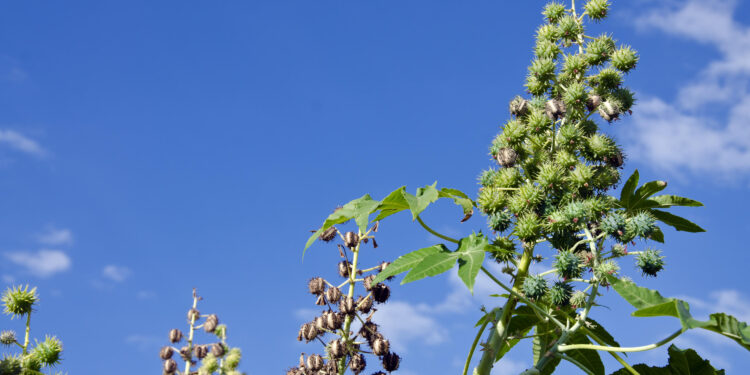 Biodiesel: combustível social