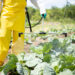 Defensivos agrícolas são aliados da produção sustentável