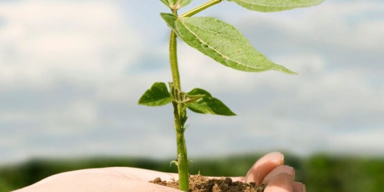 Agropecuária brasileira, seu futuro será ainda mais verde