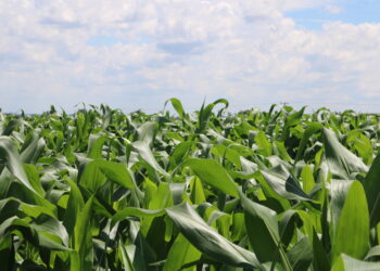 Atenção ao tratamento com bioestimulantes no milho