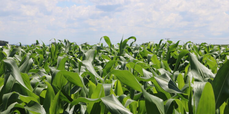 Atenção ao tratamento com bioestimulantes no milho