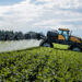 Brasil, o “campeão no uso de agrotóxicos”. É isso mesmo?