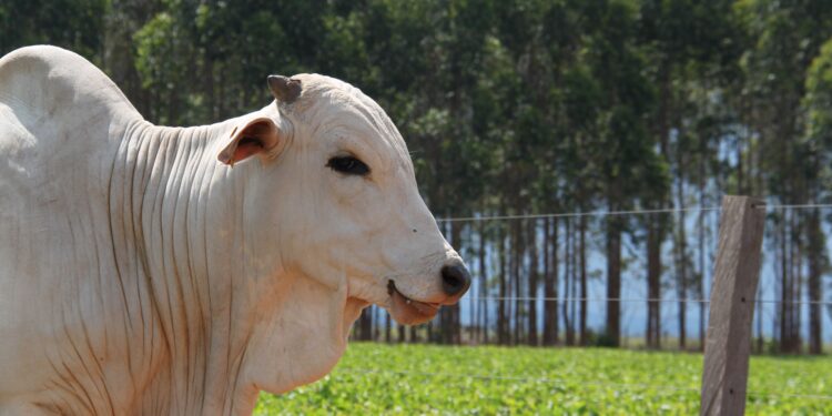 Investimento em adubação de pastagem gera retorno econômico para o pecuarista