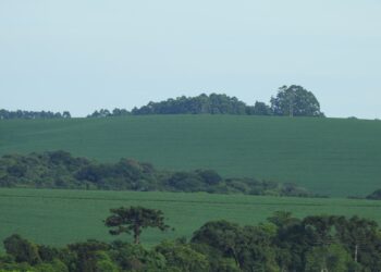 CPR Verde: nova alternativa de renda ao produtor