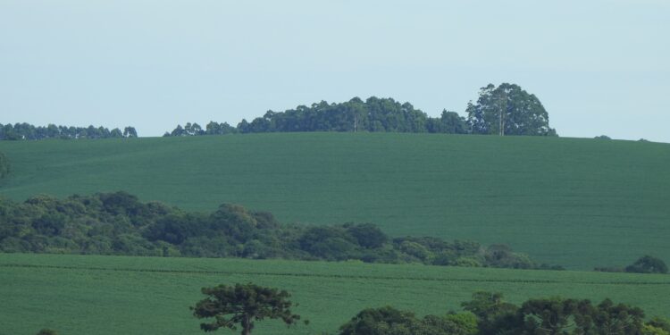 CPR Verde: nova alternativa de renda ao produtor