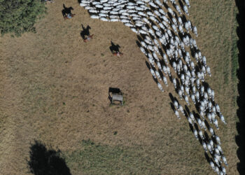 Adaptação do touro frente aos desafios do ambiente
