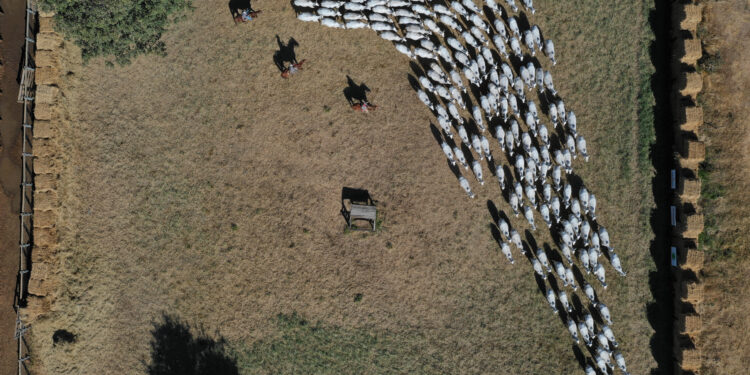 Adaptação do touro frente aos desafios do ambiente