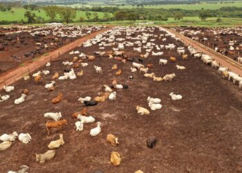 Confinamento cresce como tecnologia