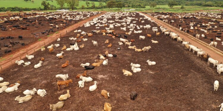 Confinamento cresce como tecnologia