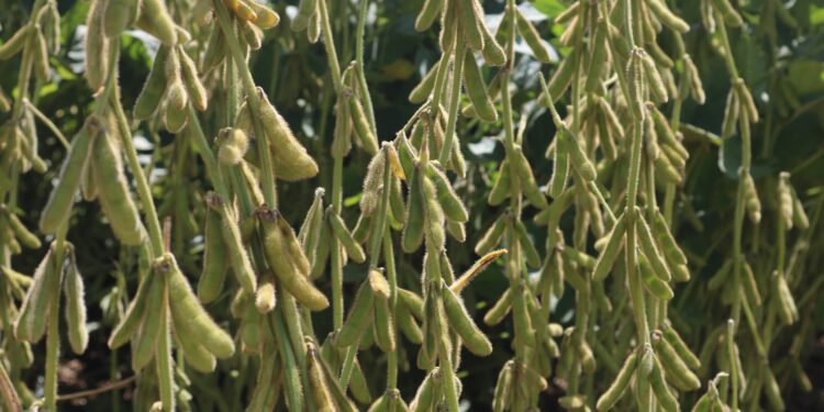 Muita dedicação para uma cultivar nascer