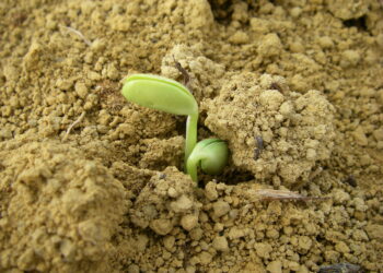 Inoculação e coinoculação: mais produtividade e mais sustentabilidade