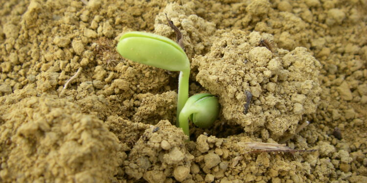 Inoculação e coinoculação: mais produtividade e mais sustentabilidade