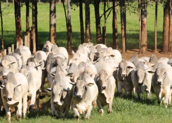 Depois da tormenta vem a bonança