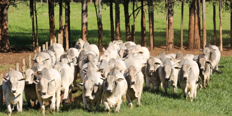 Depois da tormenta vem a bonança