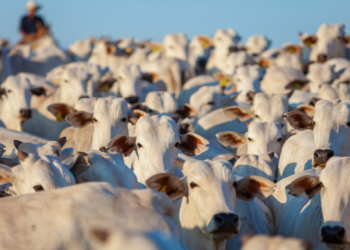 Escalas de abate alongadas, baixo escoamento de carne nas prateleiras e piora na relação de troca
